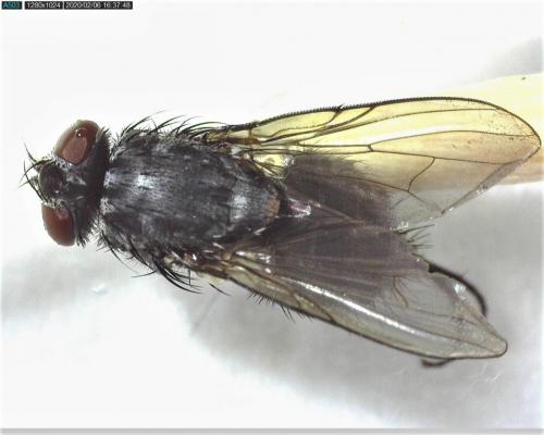 Réf. 247 697 : Muscina levida